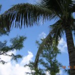 19 View from hammock