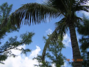 19 View from hammock