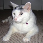 Casper 2007
