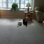 Casper and Coty 2009
