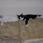 Casper and Coty Sleeping on Couch2