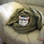 Casper_2005