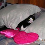 Coty hiding from us