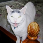 Casper the Lizard Killer